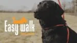 Harnais pour chien avec laisse en corde, noir, Regular 345 cm – Easy Walk modèle à bandoulière – Image 3