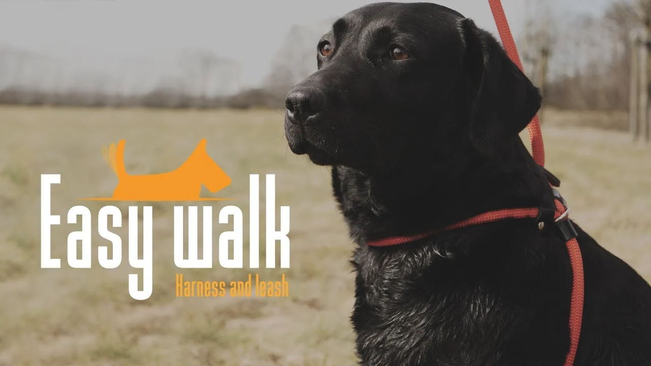 Harnais pour chien avec laisse en corde, noir, Regular 345 cm – Easy Walk modèle à bandoulière – Image 3