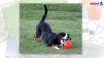 Balle rebondissante flottante pour chien, Vanille L, 20 cm – Jolly Pets Bounce-n Play – Image 4