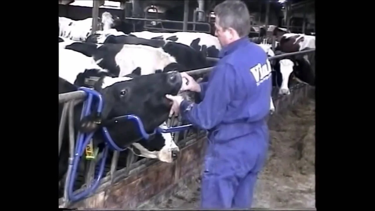 Releveur de tête pour administration orale aux bovins – Vink – Image 6