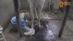 Huile pour sabots à l’huile d’arbre à thé, 500 ml – Huile lustrante pour sabots Paardenpraat TV – Image 2