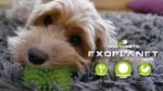 Balle pour chien à picots avec couineur, M 8 cm, orange – Dog Comets Exoplanet – Image 3