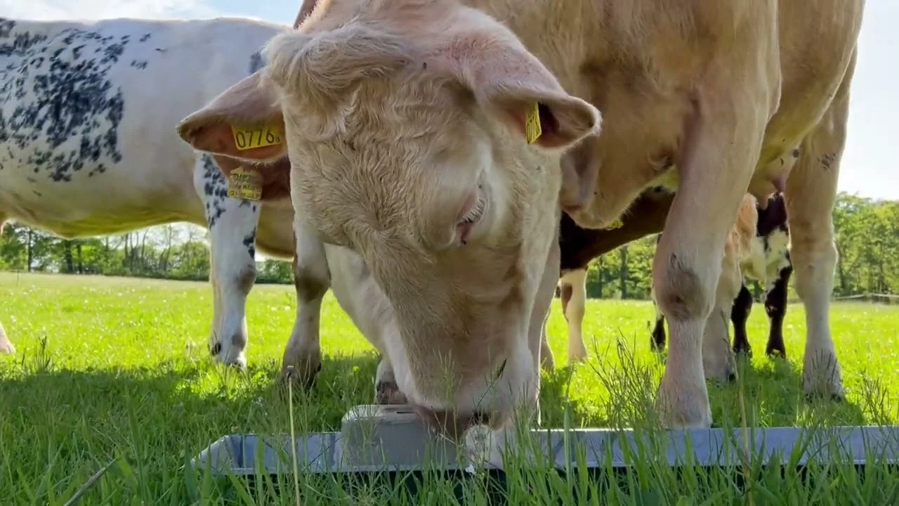 Pierre à lécher avec minéraux pour bovins, moutons et chèvres, 10 kg – Excellent Salt Lick Parex – Image 2