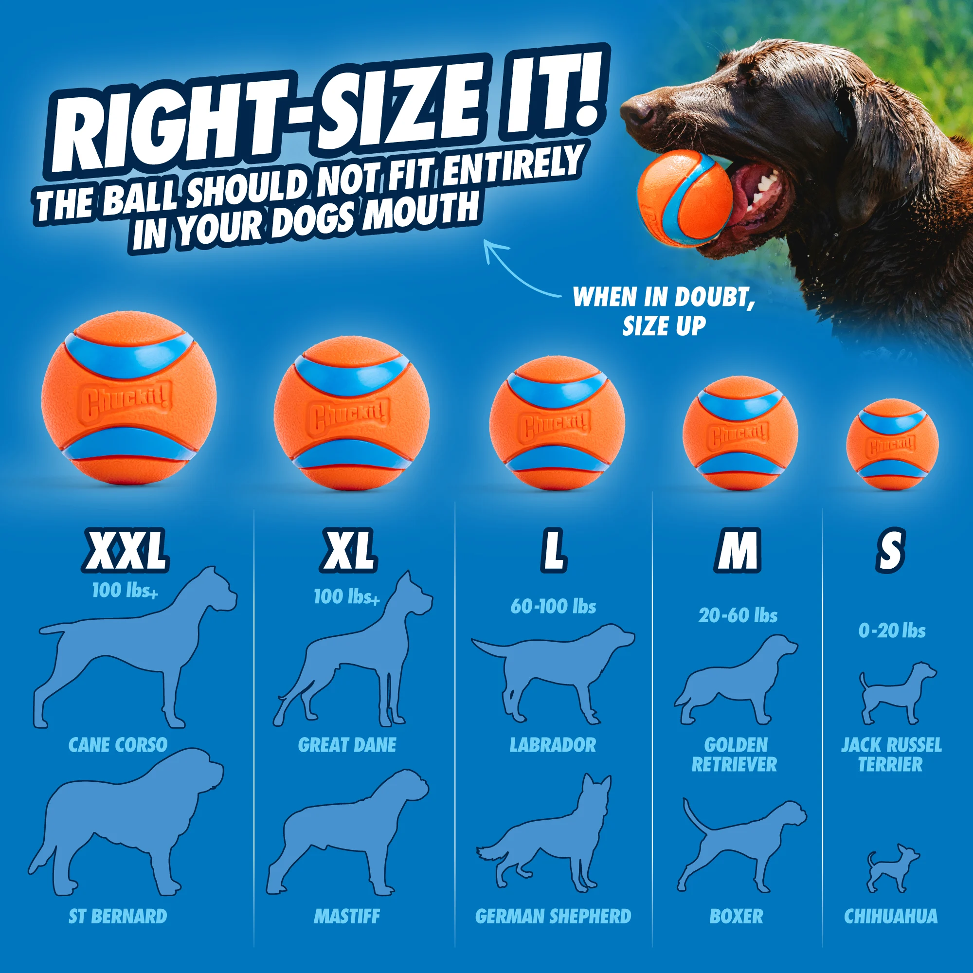 Lanceur de balles pour chien avec balle de tennis, 66 cm – Chuckit! Sport Launcher L – Image 6