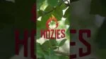 Jouet pour chien en tuyau d’incendie – Hozies Trixy Trumpet S – Image 2