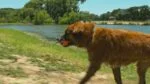 Balle en caoutchouc pour chien XXL, ø 10 cm – Chuckit! Ultra Ball – Image 2