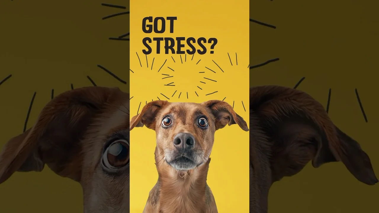 Friandises à mâcher tendres pour chiens en situation de stress, 60 pièces – Excellent Pets No Stress Soft Chews – Image 2