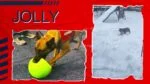 Balle de rapport pour chien, orange et blanc, 15 cm – Jolly Pets Jolly Soccer Ball – Image 5