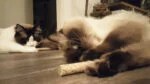 Haltère en bois pour chat avec MADNIP – Addicted! Wood Dumbell – Image 5