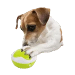 Boutons d’entraînement pour chiens avec fonction d’enregistrement, 4 pièces de 11 x 11 x 6 cm – AFP Interactives - Dog Interpreter – Image 2