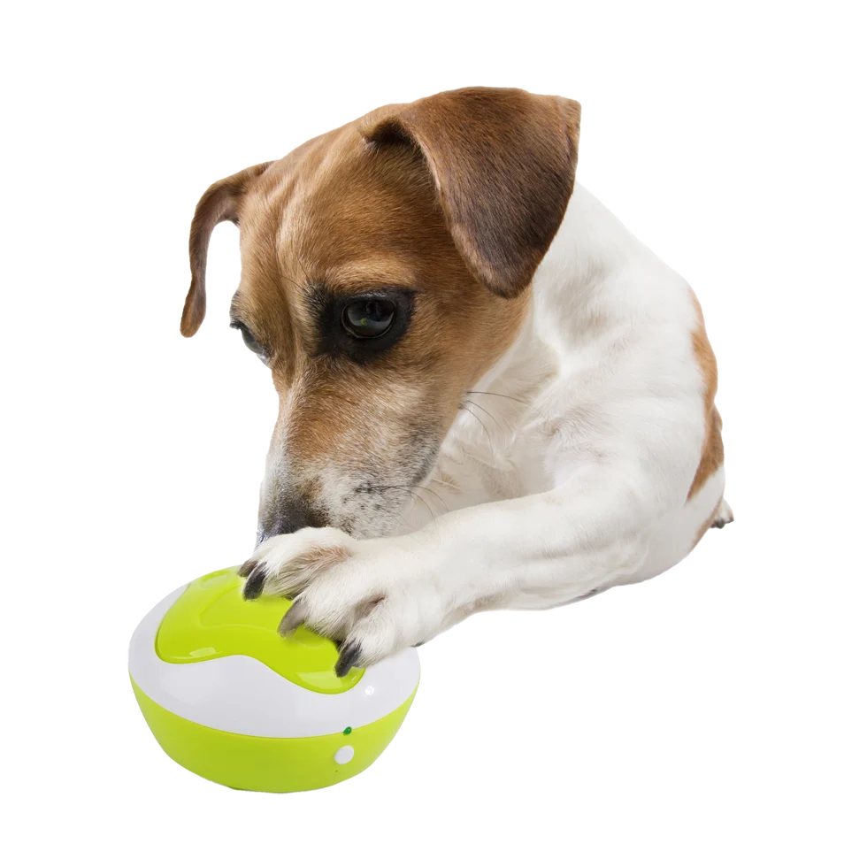 Boutons d’entraînement pour chiens avec fonction d’enregistrement, 4 pièces de 11 x 11 x 6 cm – AFP Interactives - Dog Interpreter – Image 2