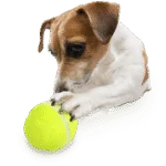 Distributeur de friandises pour chien avec télécommande en forme de balle – AFP Interactives - Lucky Treat with Rolling Ball – Image 5