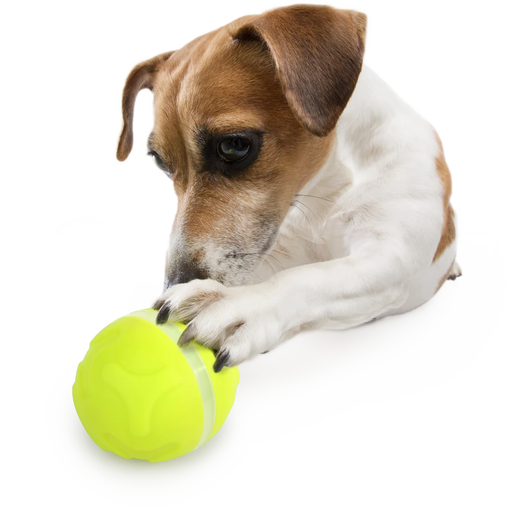 Distributeur de friandises pour chien avec télécommande en forme de balle – AFP Interactives - Lucky Treat with Rolling Ball – Image 5