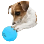 Balle pour chien en caoutchouc avec cliquetis, ø 6,3 cm – AFP Meta Ball Bounce & Rattle Ball – Image 3
