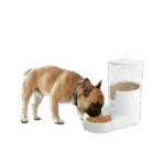 Distributeur automatique de croquettes pour chien avec réservoir, 3 l – AFP Lifestyle 4 Pets Gravity Pet Food Feeder – Image 2