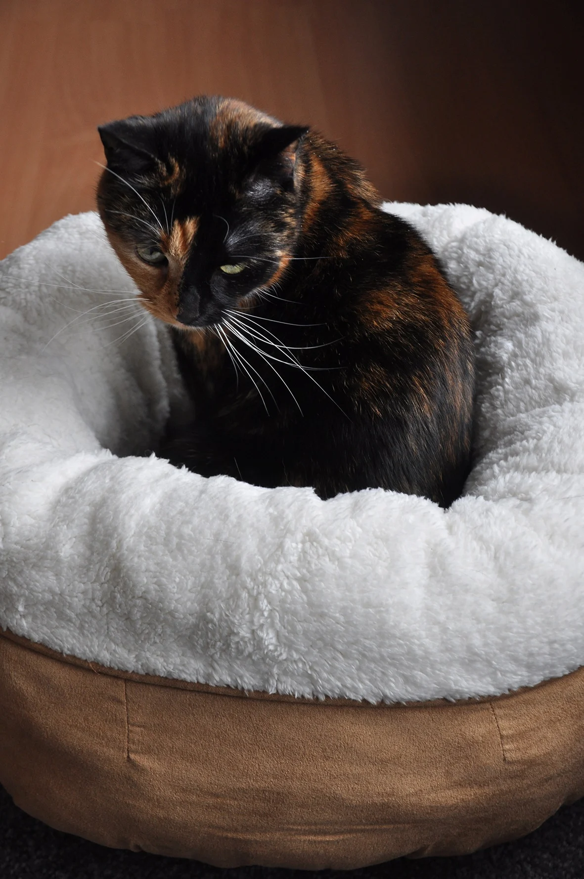 Panier donut pour chien en peluche beige, 45 x 45 x 25 cm – AFP Lambswool Donut Bed – Image 3
