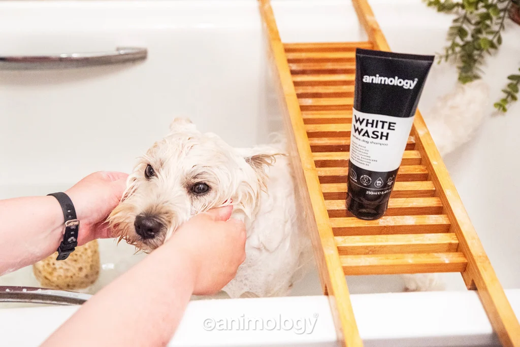 Shampooing pour chiens à pelage blanc et clair, 250 ml – Animology White Wash – Image 2