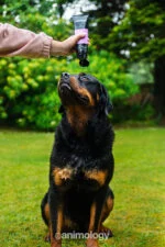 Shampooing pour chien pour éliminer les puces et les tiques par lavage, 250 ml – Animology Flea & Tick – Image 3