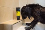 Shampooing pour chien contre les mauvaises odeurs, 250 ml – Animology Fox Poo – Image 3