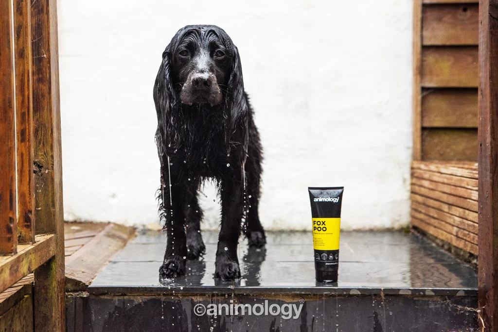 Shampooing pour chien contre les mauvaises odeurs, 250 ml – Animology Fox Poo – Image 4