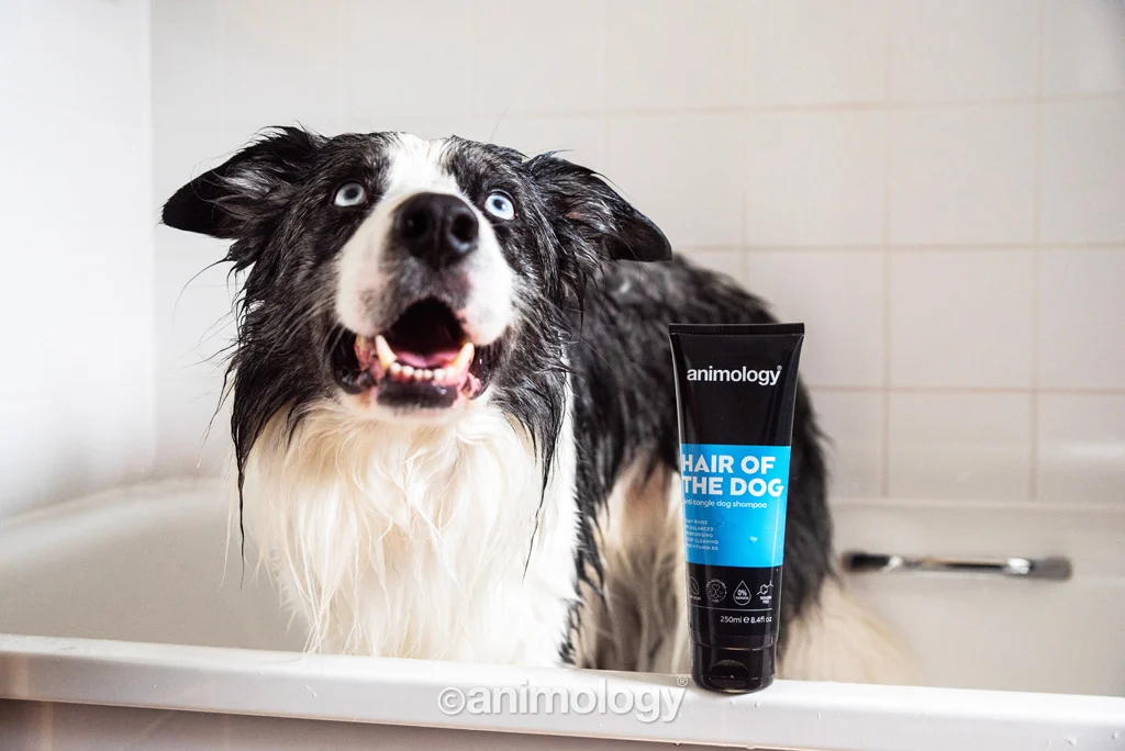 Shampooing démêlant pour chien avec après shampooing, 250 ml – Animology Hair Of The Dog Anti-Tangle – Image 3