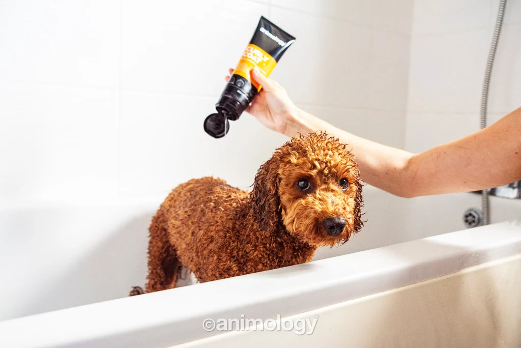Shampooing pour chien à poil bouclé, 250 ml – Animology Curly Coat – Image 2