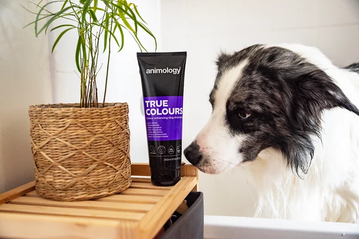 Shampooing pour chien rehausseur de couleur, 250 ml – Animology True Colours – Image 3