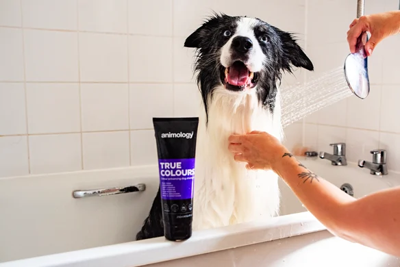 Shampooing pour chien rehausseur de couleur, 250 ml – Animology True Colours – Image 5