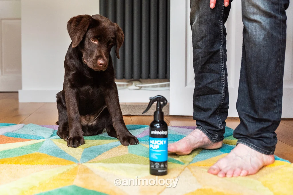 Shampoing pour chiot en spray sans rinçage, 250 ml – Animology Mucky Pup – Image 2