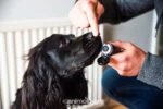 Baume pour les pattes et le nez des chiens, 50 ml – Animology Paws & Nose Balm – Image 4