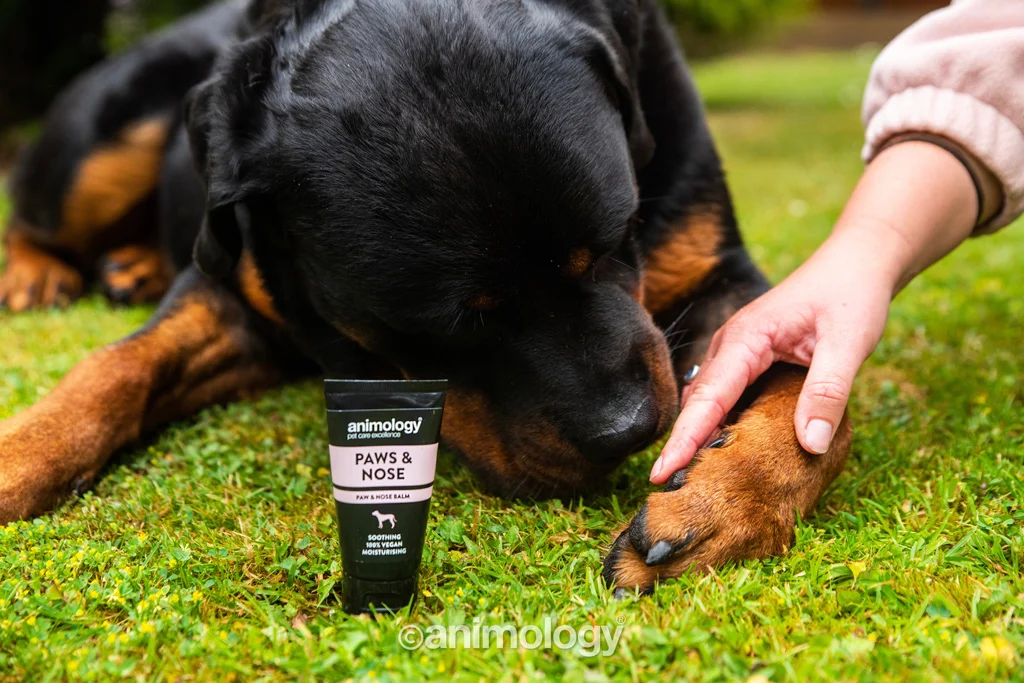 Baume pour les pattes et le nez des chiens, 50 ml – Animology Paws & Nose Balm – Image 5