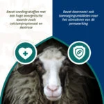 Bolus énergétique pour moutons et chèvres, 24 pièces – Excellent Ener Bolus Schaap & Geit – Image 4