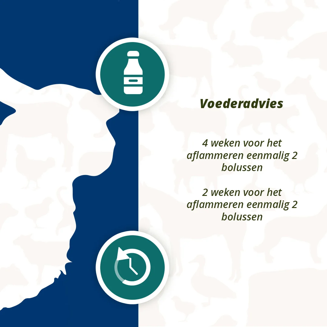 Bolus énergétique pour moutons et chèvres, 24 pièces – Excellent Ener Bolus Schaap & Geit – Image 5