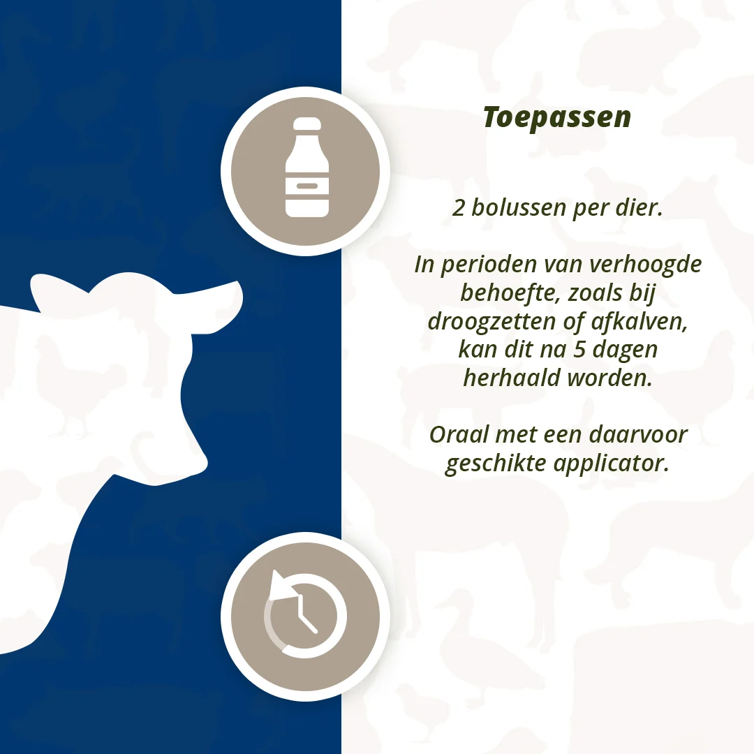 Bolus pour la mamelle des vaches laitières à l’ail noir, 4 x 60 g – Direct Bolus Udder Support – Image 5