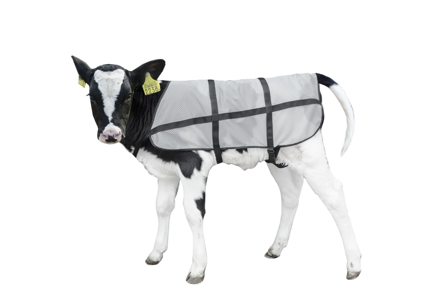BODY0600.png Couverture d’été respirante pour veau, longueur de dos 70 cm – Bodyguard Calf Summer Blanket – Image 1