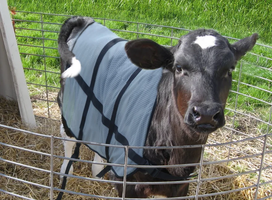Couverture d’été respirante pour veau, longueur de dos 70 cm – Bodyguard Calf Summer Blanket – Image 4