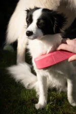 Brosse de lavage et de massage pour chien, taille Medium, rose, 17,5 cm – Excellent Pets Grooming Brush – Image 2