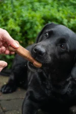 Friandise pour chien aux protéines d’insectes, 6 pièces de 30 g – Bugbone Medium – Image 4