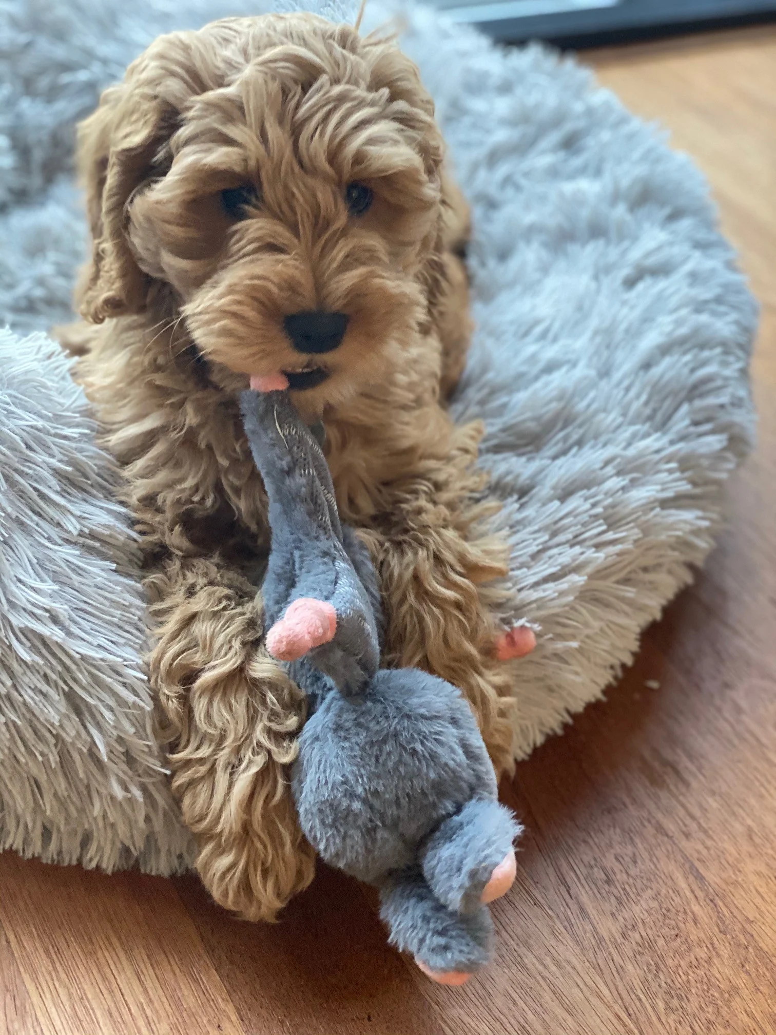 Peluche lapin pour chien avec pouic – Bunny Puppy Crunchy Knot – Image 3