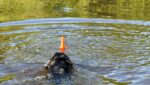 Jouet de rapport avec corde pour l’eau, 23 cm, orange – Dog Comets Bobber – Image 4