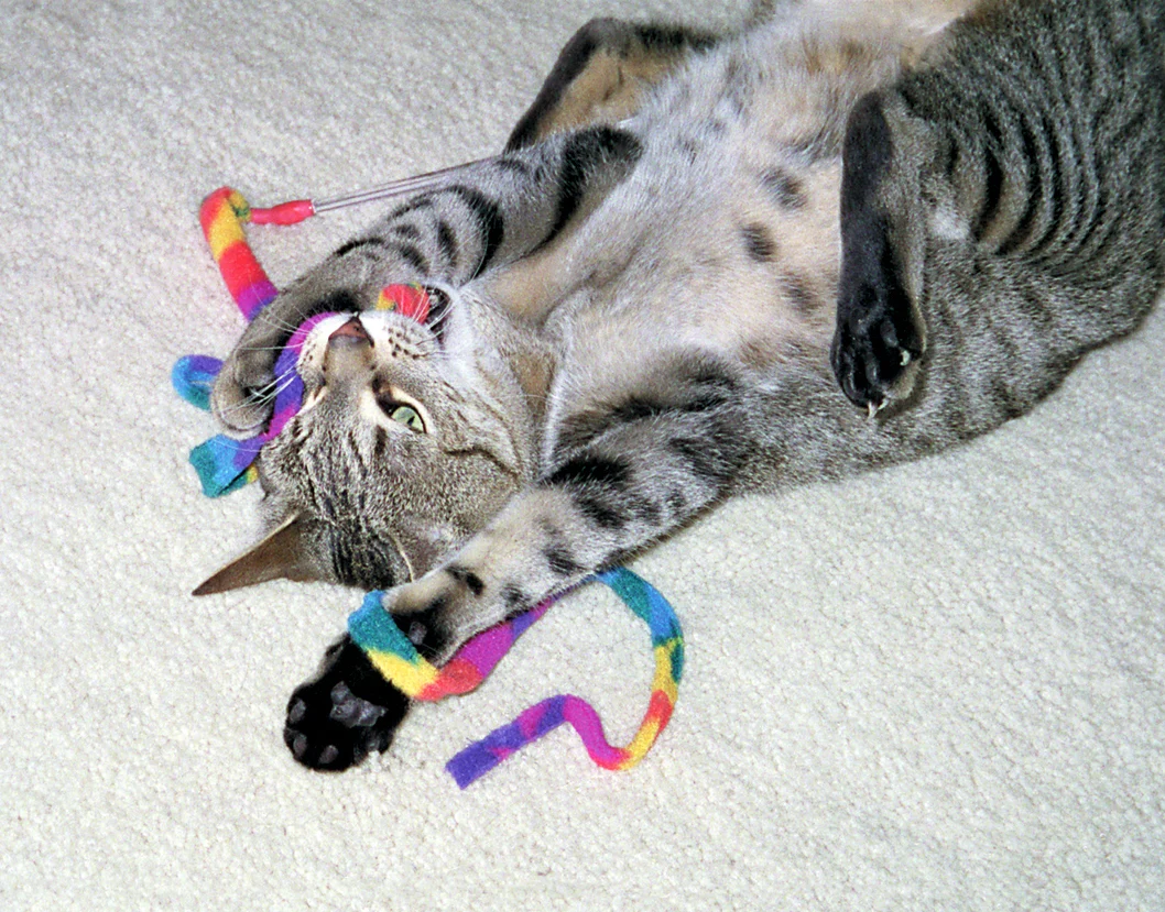 Jouet interactif pour chat – Cat Dancer Cat Charmer – Image 2