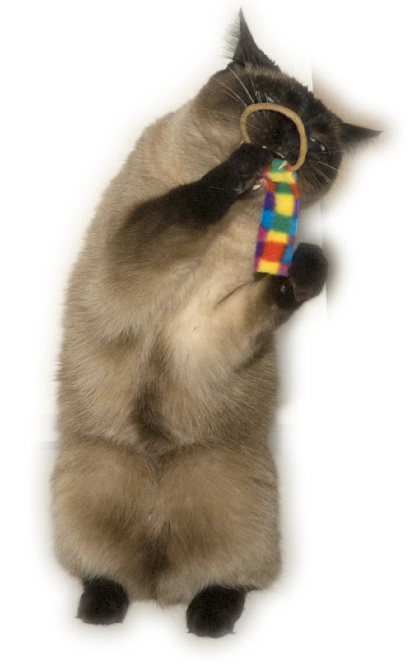 Jouets pour chat, lot de 2 – Cat Dancer Ring Tail Chasers – Image 2
