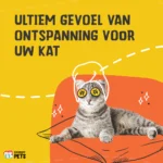 Spray à l’herbe à chat pour jouets et paniers de transport, 150 ml – Excellent Pets Catnip Spray – Image 4
