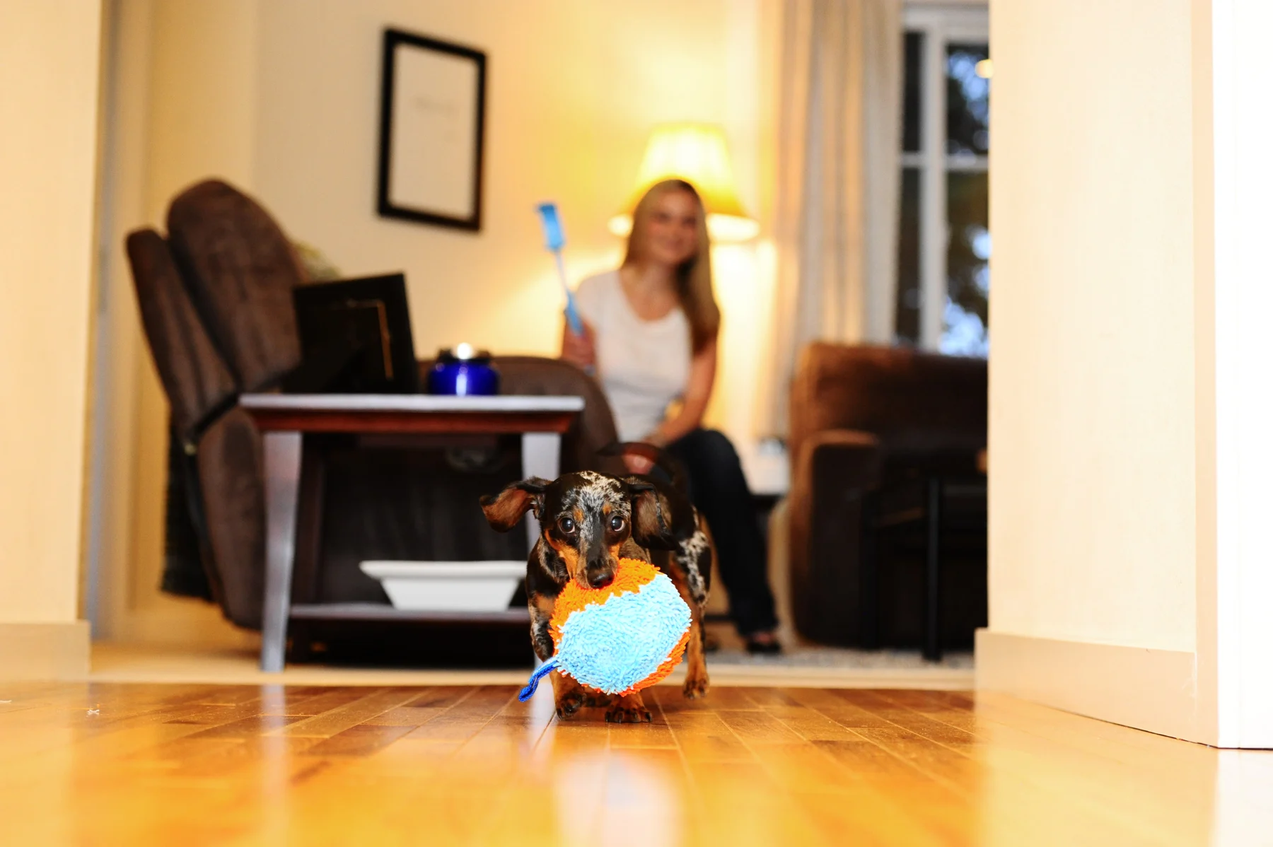 Jouet d’intérieur pour chien avec boucle, 11,5 x 13 x 20 cm – Chuckit! Indoor Shaker – Image 5