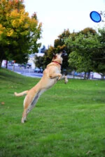 Frisbee pour chien flottant, Ø 16 cm – Chuckit! Paraflight S – Image 2