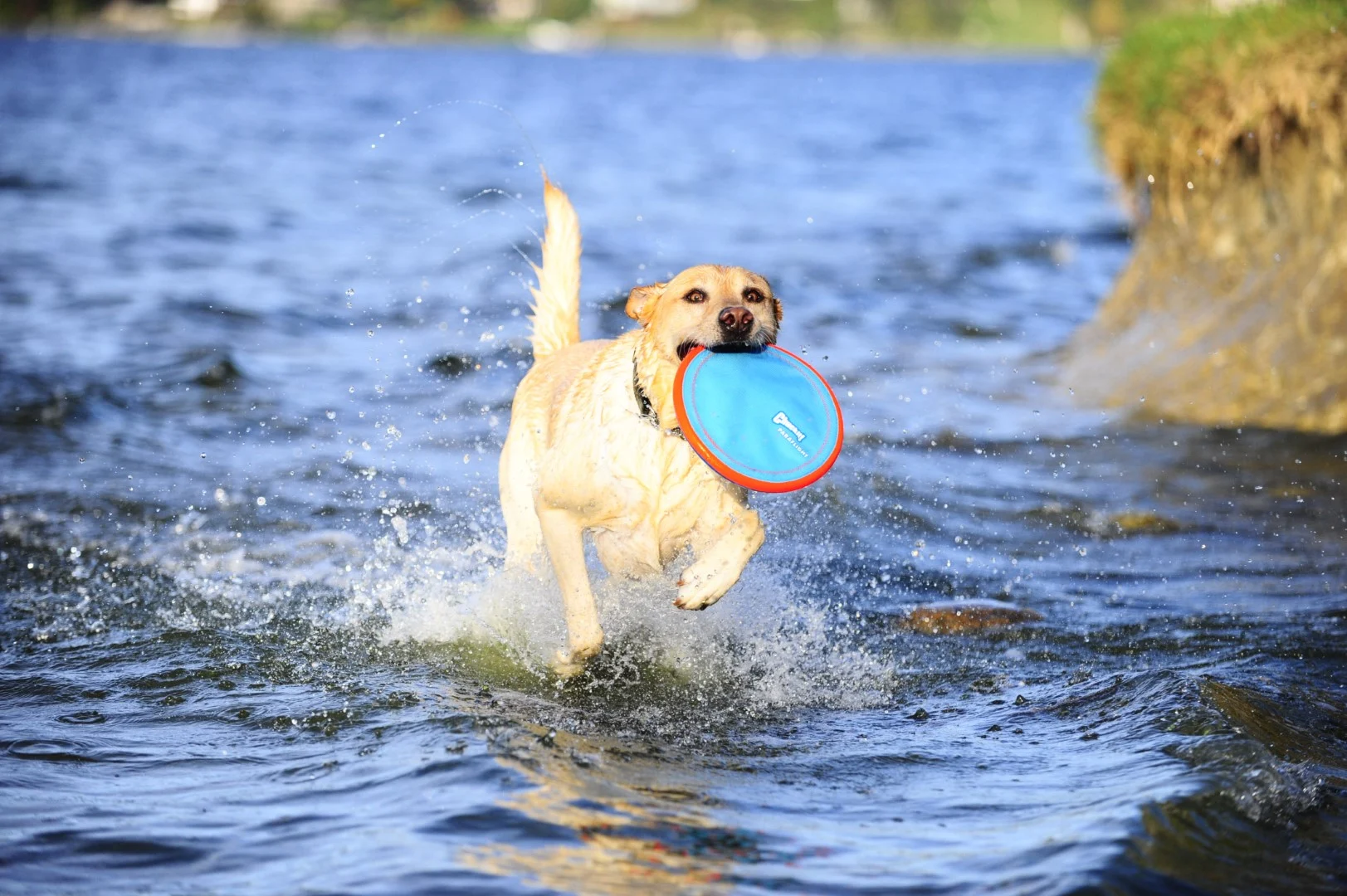 Frisbee pour chien flottant, Ø 16 cm – Chuckit! Paraflight S – Image 5
