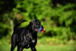 Jouet de traction pour chien avec balle de tennis et ruban, ø 5 cm – Chuckit! Ultra Tug S – Image 3