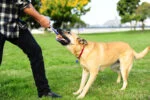 Jouet de traction pour chien avec balle de tennis et ruban, ø 5 cm – Chuckit! Ultra Tug S – Image 4