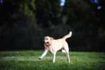 Jouet de traction pour chien avec 2 balles de tennis et ruban en nylon, ø 5 cm – Chuckit! Ultra Duo Tug S – Image 4