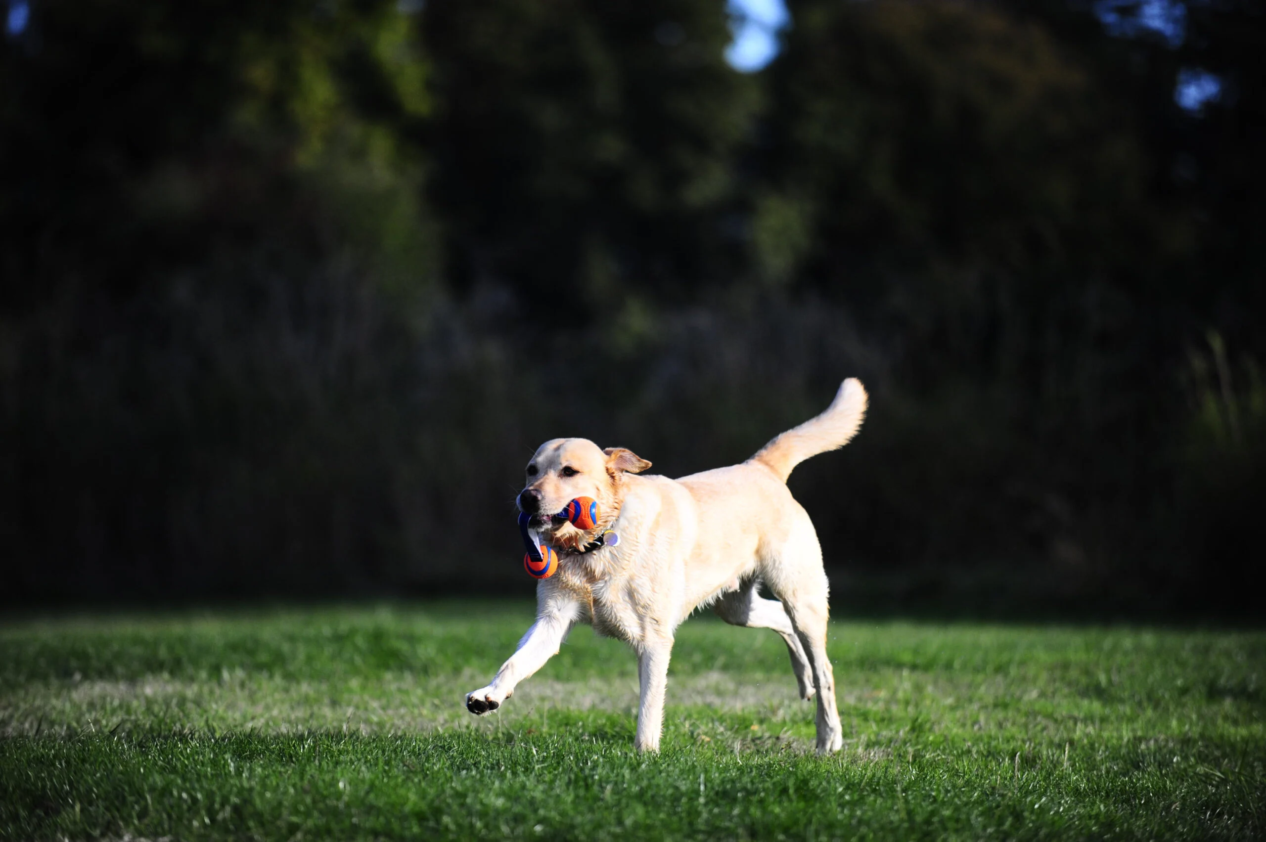 Jouet de traction pour chien avec 2 balles de tennis et ruban en nylon, ø 5 cm – Chuckit! Ultra Duo Tug S – Image 4